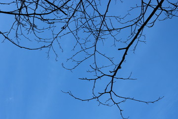 Tree branches reaching to the sky