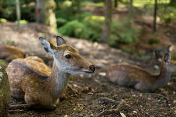 Deer relaxing on the ground