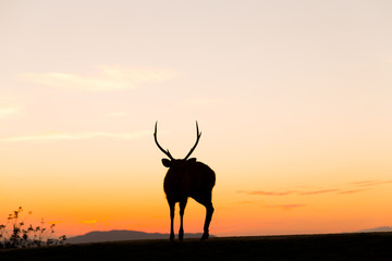 Stag deer with sunset