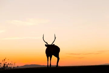 Afwasbaar Fotobehang Ree Hert hert met zonsondergang