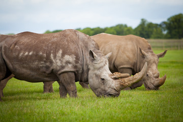 Obraz premium Rhino eating grass
