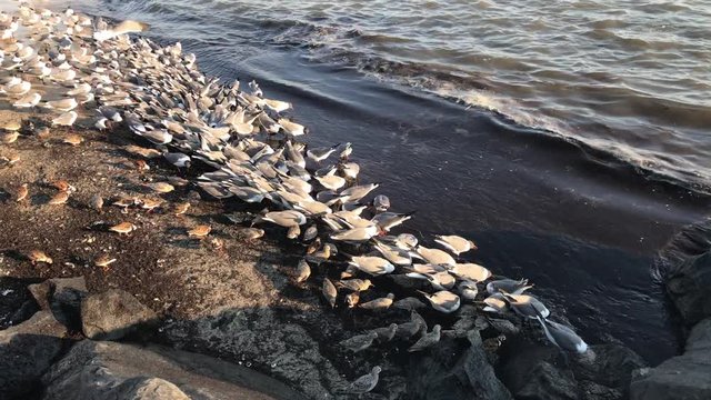 Red Knots and other Endangered Species Feeding on Horseshoe Crab Eggs New Jersey