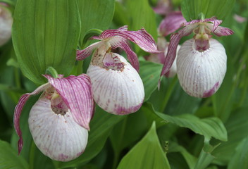 Großblütiger Frauenschuh (Cypripedium macranthos)