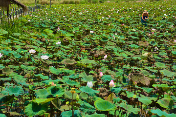 Lotus Flower Field in Siem Reap, Cambodia