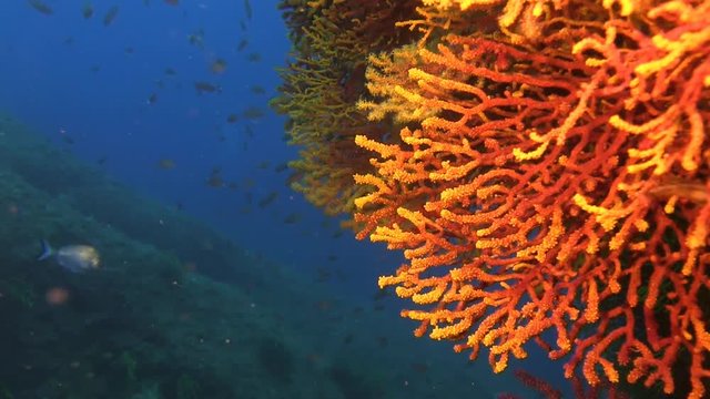 Deep water reefs Violescent sea-whip gorgones, Spain