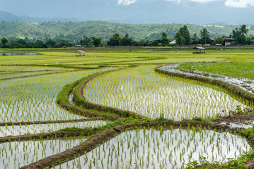 Terrace rice fields at mountain in Chiang Mai, Thailand