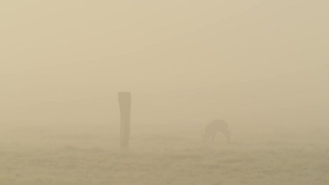 Rehbock im Nebel, Morgennebel im Mai