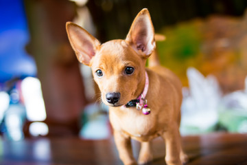 close up baby chivava dog standing