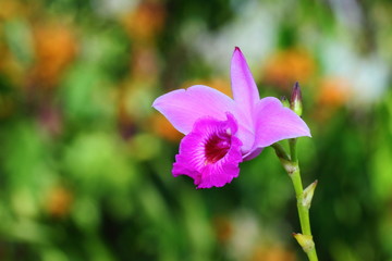 Orchids, Beautiful Orchids, Orchids from Thailand.
