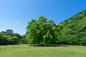 芝生広場の大木　栗林公園(香川県)