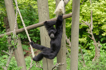 siamang