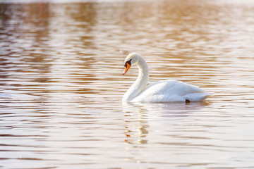 Beautiful white swan on pond in park