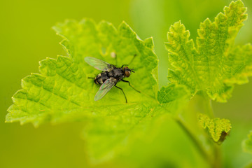 House fly on leaf