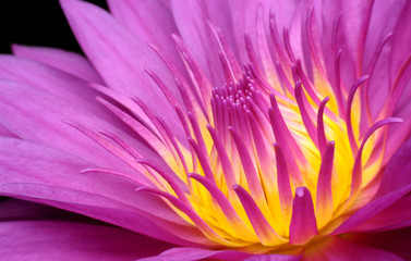 Pink Lotus.