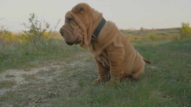 shar pei breed dog sits