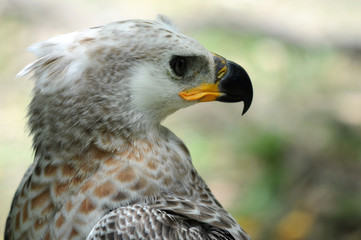 Eagle.