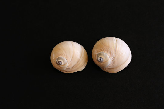 Whale Eye Moon Shells