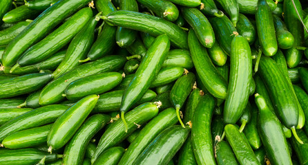 fresh cucumbers. food background