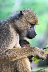 Baboon mother with baby. Baboon eating seed pod of flame tree.