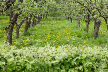 Orchard on lawn with dandelions in the spring.