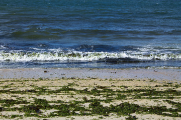 Beach with seaweed