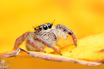 Jumping Spider.