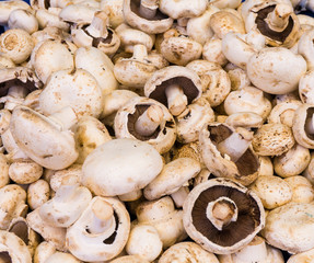mushroom champignon. food background