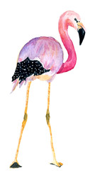 akwarela różowe flamingi - 154156570