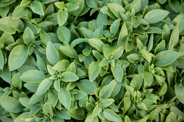 Fototapeta premium Basilikum-Textur