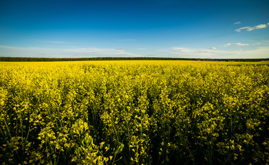 Rape meadow under blue sky,Golden rape field with cloudy sky,Yellow oilseed rape field,golden field of flowering rapeseed -brassica napus-plant for green energy and oil industry