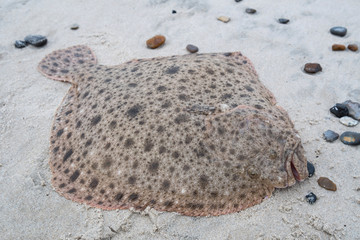 A beautiful fresh turbot lies on the beach