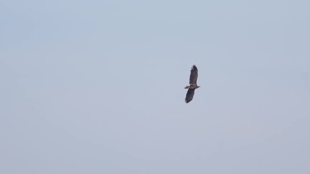 Slow motion of three mobbing white-tailed eagles