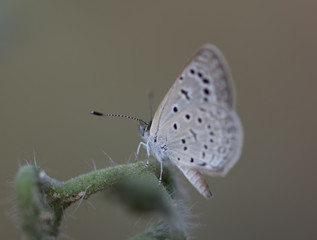 Pseudozizeeria maha (Pale grass blue)