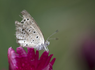 Pale grass blue