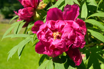 pfingstrosenbl&uuml;te