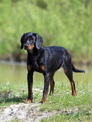 Portrait of the  young  Slovakian hound dog on the bank of the lake