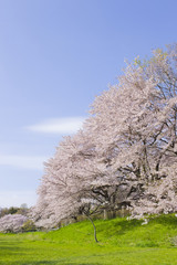Naklejka premium 公園 満開の花