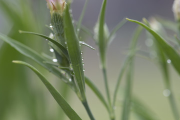 Dew on plants
