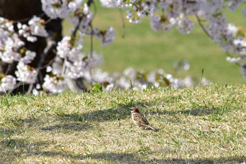 桜の下の芝生のスズメ