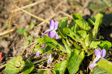 Beautiful purple viola in garden on spring