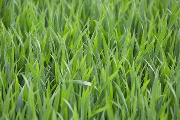 grass texture