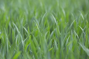 grass texture