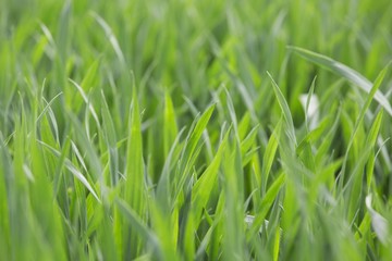 grass texture