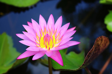 violet lotus flower