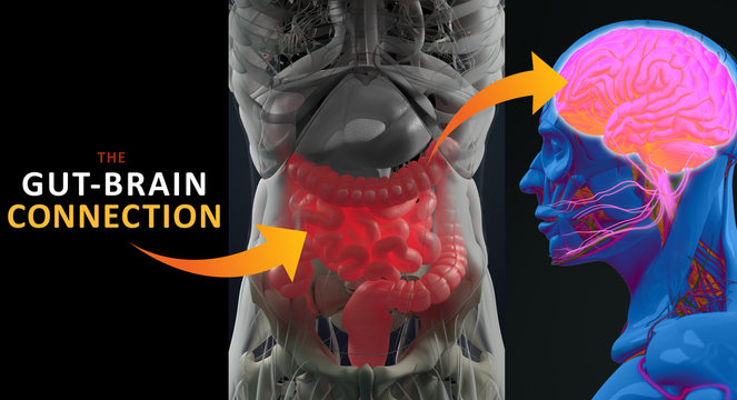 Gut-brain connection or gut brain axis. Concept art showing a connection from the gut to the brain. 3d illustration.