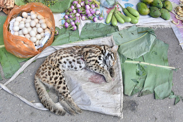Naklejka premium Nieżywy tygrys w Asia czerni rynku który handluje dzikiego zwierzęcia z pieniądze.