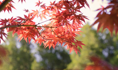 Abstract background with red japanese maple leaves filled by bright sunlight.