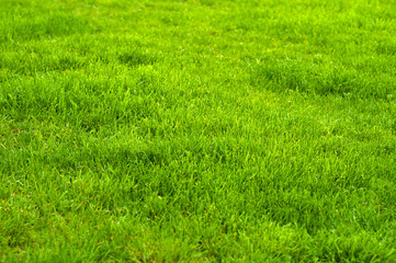Fresh green manicured lawn close up. Clipped green grass background. Green lawn background. Green lawn pattern textured background.