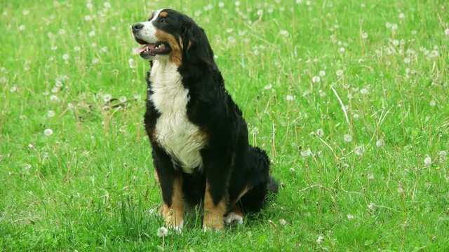 Bernese Mountain Dog