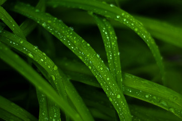 Fresh green grass close up. Green grass background.